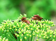 Soldier Beetles Mating On Parsley #1 Photograph by Science Photo Library
