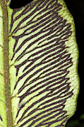 Sori On The Underside Of A Fern Leaf #1 Photograph by Science Photo Library