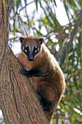 South American Coati #1 Photograph by Science Photo Library