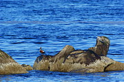 South Jetty Newport Oregon #1 Photograph by Loni Collins