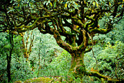 Spirit of forest #1 Photograph by Raimond Klavins