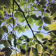 Spring Leaves #1 Photograph by Nic Squirrell