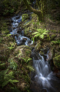 Stream on Eume River Galicia Spain #1 Photograph by Sapiens Verbum