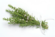 Summer Savory (satureja Hortensis) #1 Photograph by Science Photo Library