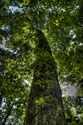 Survivor #1 Photograph by DArcy Evans