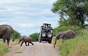 Tanzania, Tarangire National Park #1 Photograph by Bill Bachmann