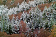 Tarset Valley In Winter #1 Photograph by Science Photo Library