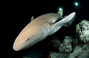 Tawny Nurse Shark #1 Photograph by Science Photo Library