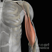The Bicep Muscle #1 Photograph by Science Picture Co The Bicep Muscle #1 Photograph by Science Picture Co