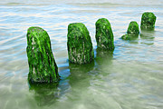 The Green Jetty #1 Photograph by Hannes Cmarits