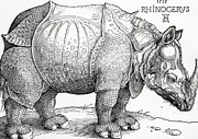The Rhinoceros Drawing by Albrecht Durer