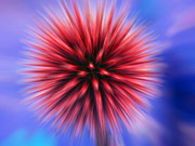 Thistle Flower #1 Photograph by Science Photo Library
