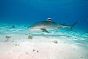 Tiger Shark #1 Photograph by Andrew J. Martinez