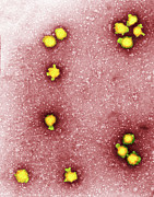 Tomato Spotted Wilt Virus #1 Photograph by Science Photo Library