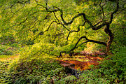 Tranquil Shade Photograph by Mark Rogers