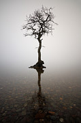 Tree #2 Photograph by Grant Glendinning Tree #2 Photograph by Grant Glendinning