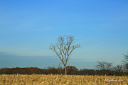Trees in Field #1 Photograph by PJQandFriends Photography