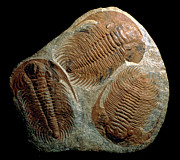 Trilobite Fossils #1 Photograph by Science Photo Library