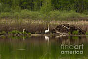 Trumpeter Swans Cygnus Buccinator #1 Photograph by Linda Freshwaters Arndt