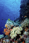 Underwater Coral Wall With Tropical #1 Photograph by Animal Images