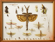 Wallace Collection Insect Specimens #1 Photograph by Science Photo Library