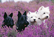 Westie And Scottie Dogs #1 Photograph by John Daniels