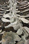 Whale Bones #1 Photograph by John Shaw