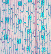 Wheat Leaf Stomata #1 Photograph by Garry DeLong Wheat Leaf Stomata #1 Photograph by Garry DeLong
