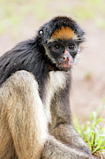 White-bellied Spider Monkey #1 Photograph by Science Photo Library