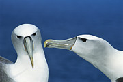 White-capped Albatrosses Courting #1 Photograph by Tui De Roy