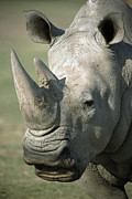 White Rhinoceros Portrait #1 Photograph by San Diego Zoo