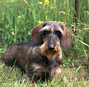 Wire-haired Dachshund #2 Photograph by Jeanne White