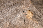 Wood texture #1 Photograph by Matthias Hauser