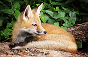 Young Fox #2 Photograph by Stacy Abbott