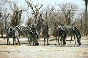 Zebras Drinking #1 Photograph by Science Photo Library