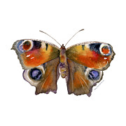 10 Peacock Butterfly Painting by Amy Kirkpatrick 10 Peacock Butterfly Painting by Amy Kirkpatrick