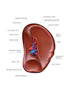 The Spleen #10 Photograph by Science Photo Library