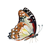 102 Perched Angola White Lady Butterfly Painting by Amy Kirkpatrick