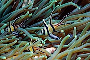 Banggai Cardinalfish #11 Photograph by Science Photo Library