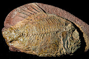 Fish Fossil #11 Photograph by Millard H. Sharp