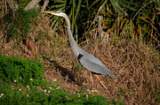 11- Great Blue Heron Photograph by Joseph Keane