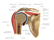 Shoulder Joint #11 Photograph by Science Photo Library