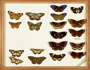 Wallace Collection Butterfly Specimens #11 Photograph by Science Photo Library