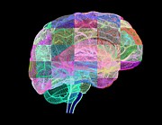 Human Brain #12 Photograph by Science Photo Library