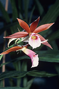 Orchid Flowers #12 Photograph by Science Photo Library