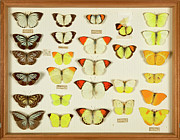 Wallace Collection Butterfly Specimens #12 Photograph by Science Photo Library