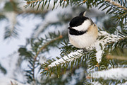 Black-capped Chickadee #13 Photograph by Linda Freshwaters Arndt