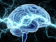 Human Brain #13 Photograph by Science Photo Library