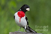 Male Rose-breasted Grosbeak #13 Photograph by Linda Freshwaters Arndt