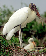 Wood Storks #13 Photograph by Millard H. Sharp Wood Storks #13 Photograph by Millard H. Sharp